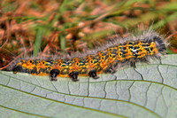 Buff tip moth caterpillar