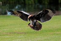 Verreaux's eagle - Aquila verreauxii