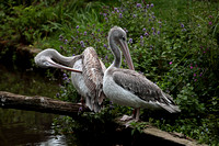 Pink backed pelican - Pelicanus rufescens