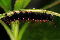 Malachite butterfly caterpillar