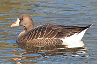 Greenland white fronted goose