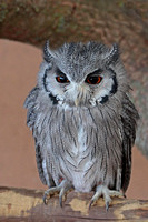 Southern white faced owl