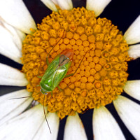 Green capsid - Lygocoris pabulinus
