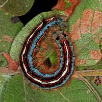 Lackey moth caterpillar