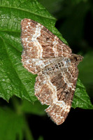 Common carpet moth