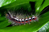 Yellow tailed tussock moth caterpillar