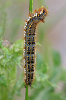 Drinker moth caterpillar