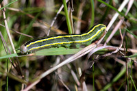 Broom moth caterpillar