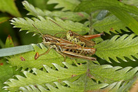 Mottled grasshopper
