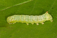 Copper underwing caterpillar