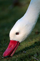 Coscoroba swan