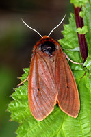 Ruby tiger moth