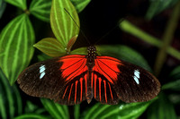 Common postman butterfly