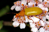 Sulphur beetle