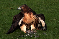 Red tailed buzzard