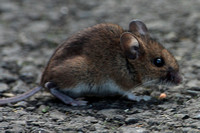 Wood mouse - Apodemus sylvaticus
