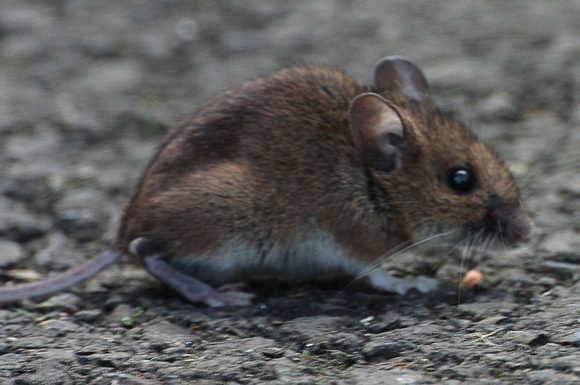 Wood mouse - Apodemus sylvaticus