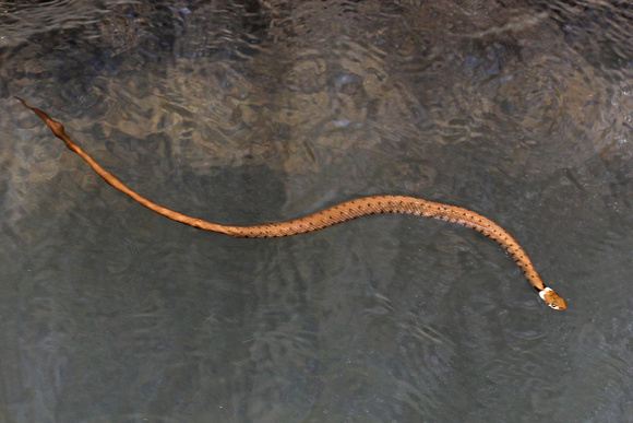 Grass snake - Natrix natrix