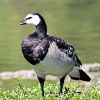 Richardson's cackling goose - Branta hutchinsii hutchinsii