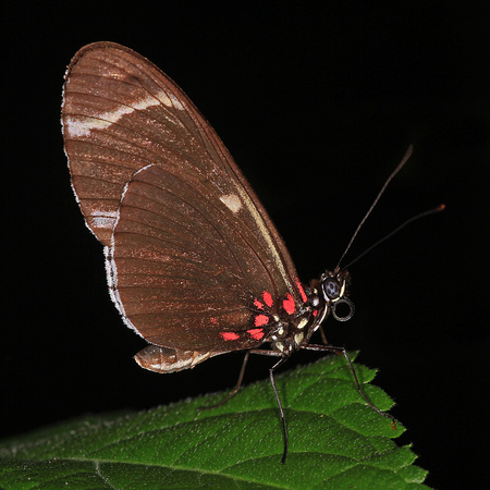 Sara longwing butterfly - Heliconius sara