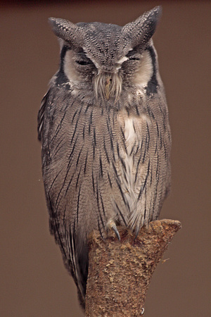 Southern white faced owl - Ptilopsis granti