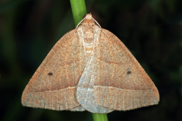 Brown silver lined moth - Petrophora chlorosate