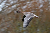 Pink footed goose - Anser brachyrhynchus