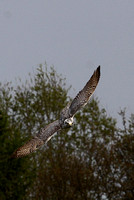 Lanner falcon - Falco biarmicus