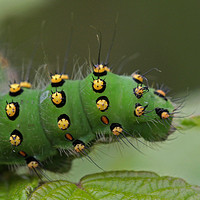 Emperor moth caterpillar - Saturnia pavonia