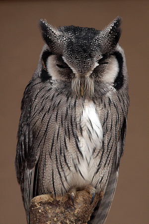 White faced scops owl - Otus leucotis