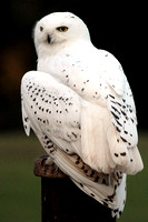 Snowy owl - Bubo scandiacus