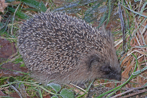 European hedgehog - Erinaceus europaeus