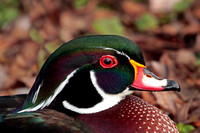American wood duck - Aix sponsa