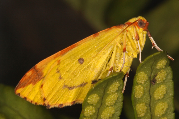 Brimstone moth - Opisthograptis luteolata