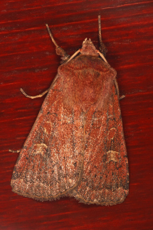 Red chestnut - Cerastis rubricosa