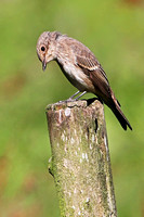 Spotted flycatcher - Muscicapa striata