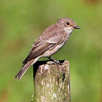 Spotted flycatcher - Muscicapa striata
