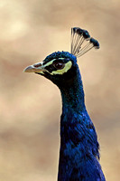 Indian peafowl - Pavo cristatus