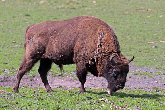 European bison - Bison bonasus