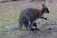 Red necked wallaby
