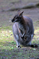Red necked wallaby - Macropus rufogriseus