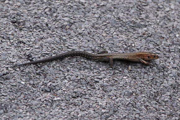 Common lizard - Lacerta vivipara