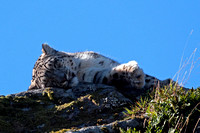 Snow leopard - Panthera uncia syn uncia uncia
