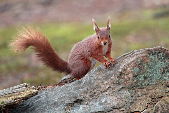 Apr 15 - Red squirrel