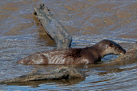 Eurasian otter - Lutra lutra