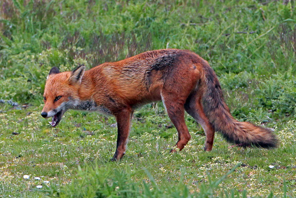 Fox - Vulpes vulpes