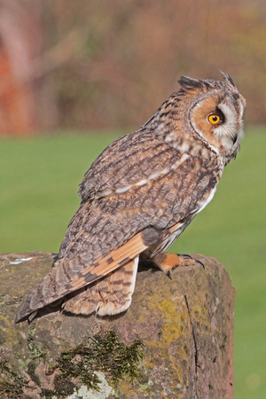 Long eared owl - Asio otus