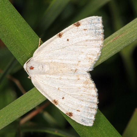 White pinion spotted moth - Lomographa bimaculata