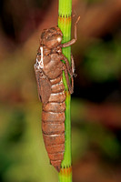 Hairy dragonfly larvae - Brachytron pratense