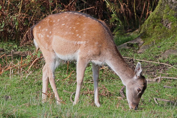 Fallow deer - Dama dama